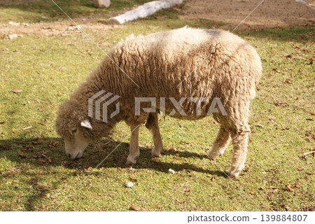 A landscape photograph of sheep grazing. A landscape photograph of sheep grazing. 139884807