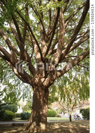 A view of a large ginkgo tree in the park. A view of a large ginkgo tree in the park. 139884814