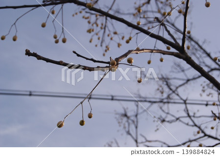 The sight of small fruits growing on branches in winter The sight of small fruits growing on branches in winter 139884824