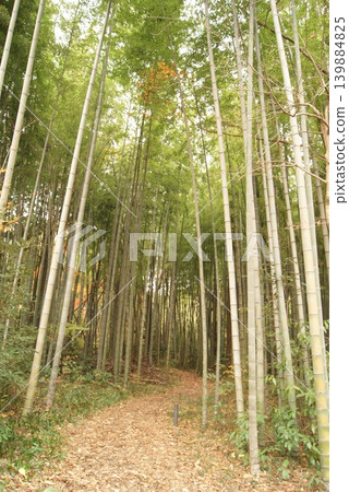 一條幽靜的小徑穿過竹林。 139884825