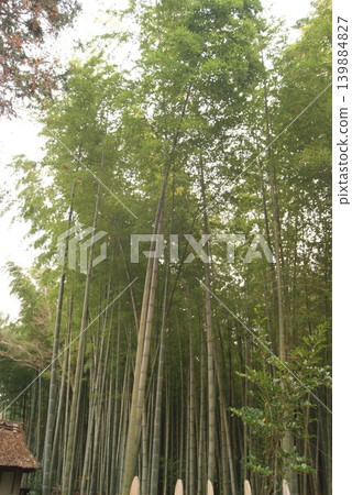 高聳的竹林及其寧靜的氛圍 139884827