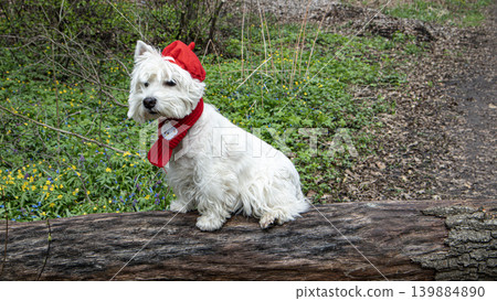 A West Highland White Terrier sits on a log in a spring forest. It wears a red beret and a matching scarf. Flowers bloom around the log, creating a colorful scene during springtime. A West Highland White Terrier sits on a log in a spring forest. It wears a red beret and a matching scarf. Flowers bloom around the log, creating a colorful scene during springtime. 139884890