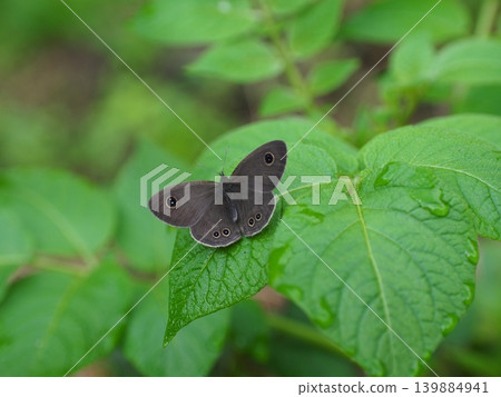 A photograph of a Small Heath butterfly resting its wings in the grass in early summer. A photograph of a Small Heath butterfly resting its wings in the grass in early summer. 139884941