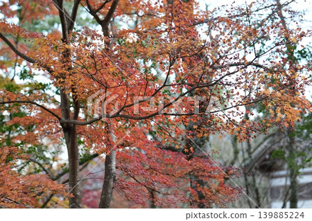 Autumn leaves at Hase-dera Temple, the head temple of the Nara Yamato region, famous for its flowers. 139885224