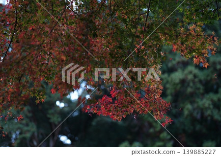 Autumn leaves at Hase-dera Temple, the head temple of the Nara Yamato region, famous for its flowers. Autumn leaves at Hase-dera Temple, the head temple of the Nara Yamato region, famous for its flowers. 139885227