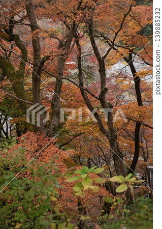 Autumn leaves of Nara 139885232