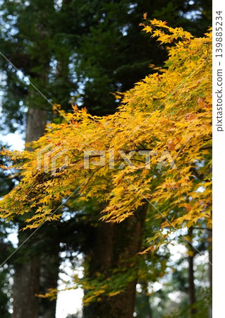 Autumn leaves at temples in Nara 139885234