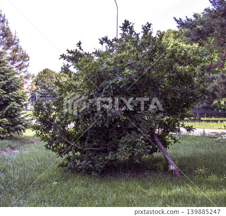 Mespilus germanica ornamental fruit tree in spring garden landscape 139885247