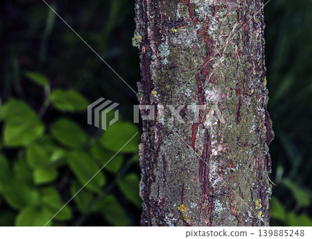 Natural bark texture of Mespilus germanica tree in Nitra botanical garden 139885248