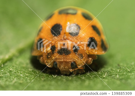 28-spotted potato ladybird 28-spotted potato ladybird 139885309