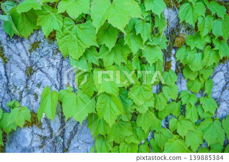 The vibrant new green leaves of ivy covering the stone wall, a natural background material. 139885384
