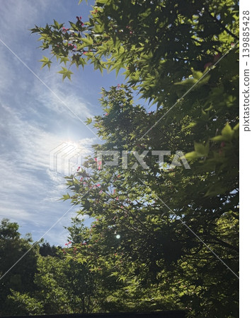tender green, verdure, early summer 139885428