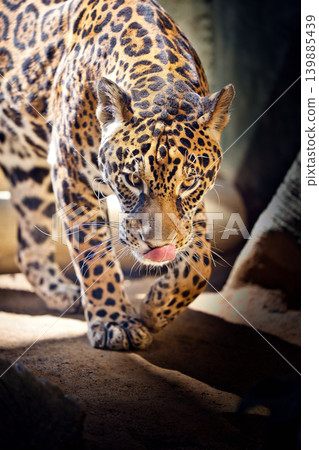A powerful portrait of a jaguar with piercing eyes staring at the camera and its tongue sticking out. 139885439