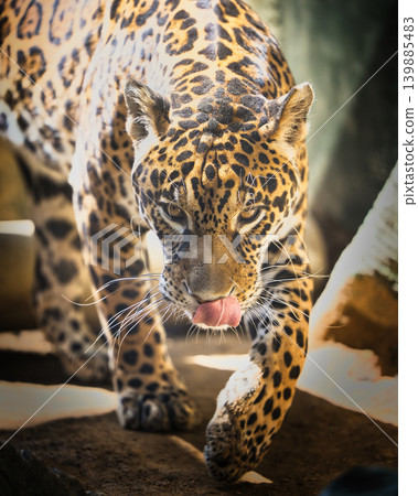 A beautiful, ferocious jaguar glares at you; a popular attraction at the zoo. 139885483