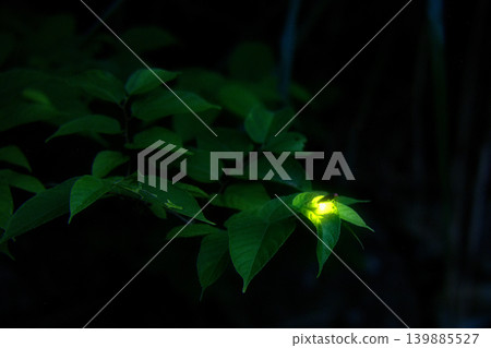 夜幕降臨，螢火蟲在樹葉上發出柔和的光芒，特寫鏡頭捕捉了這一幕。 139885527