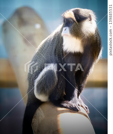 A profile portrait of a Brazza's monkey, characterized by its beautiful coat and white beard. A profile portrait of a Brazza's monkey, characterized by its beautiful coat and white beard. 139885531