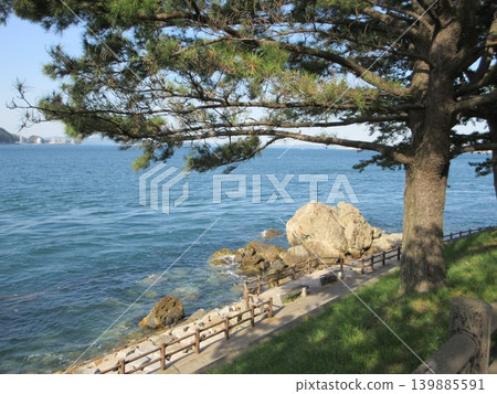 海景與松樹交相輝映!梅卡里潮長廊 海景與松樹交相輝映!梅卡里潮長廊 139885591