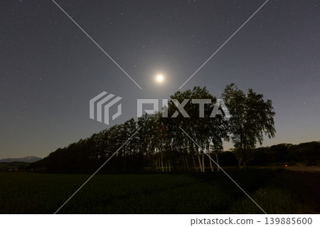 A windbreak illuminated by moonlight A windbreak illuminated by moonlight 139885600