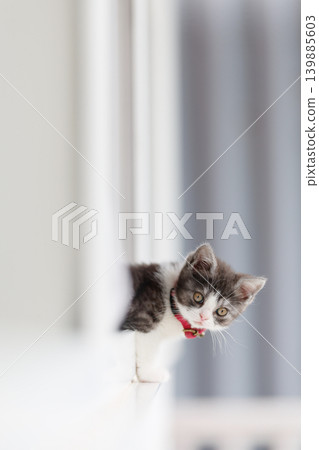 Kitten in the window side Kitten in the window side 139885603
