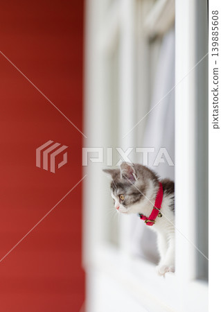 Kitten in the window side Kitten in the window side 139885608