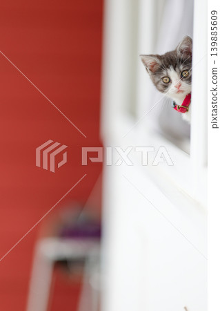 Kitten in the window side Kitten in the window side 139885609