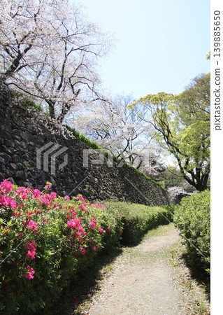 從福岡市舞鶴公園眺望福岡城遺址。 從福岡市舞鶴公園眺望福岡城遺址。 139885650