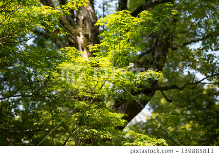 京都的綠色楓葉(東福寺) 京都的綠色楓葉(東福寺) 139885811