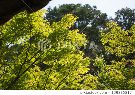 京都的綠色楓葉(東福寺) 京都的綠色楓葉(東福寺) 139885812