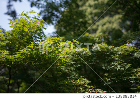 京都的綠色楓葉（東福寺） 139885814