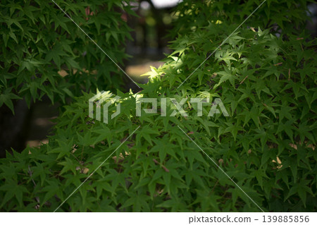 京都的綠色楓葉(東福寺) 京都的綠色楓葉(東福寺) 139885856