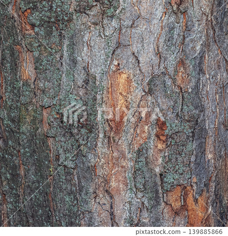 Detailed bark surface of Acer pseudoplatanus tree photographed in spring Detailed bark surface of Acer pseudoplatanus tree photographed in spring 139885866