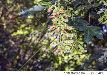 Fresh green leaves of Acer pseudoplatanus in spring botanical landscape Fresh green leaves of Acer pseudoplatanus in spring botanical landscape 139885896