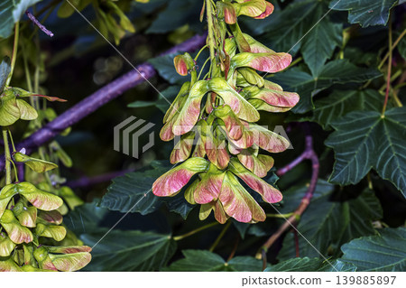 Acer pseudoplatanus branches and foliage in Nitra Slovakia botanical garden Acer pseudoplatanus branches and foliage in Nitra Slovakia botanical garden 139885897