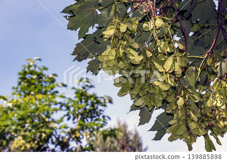Sycamore maple tree growing in botanical garden in Nitra Slovakia Sycamore maple tree growing in botanical garden in Nitra Slovakia 139885898