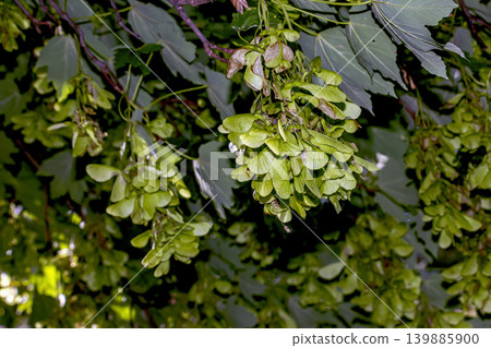 Green leaves and branches of Acer pseudoplatanus in spring season Green leaves and branches of Acer pseudoplatanus in spring season 139885900