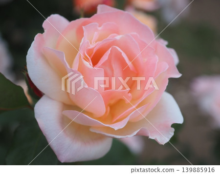 玫瑰(香奈兒 20260515045712) 玫瑰(香奈兒 20260515045712) 139885916