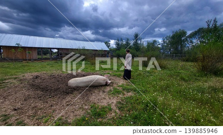 White domestic pig standing in an outdoor farm pen, animal husbandry scene, rural livestock agriculture. 139885946