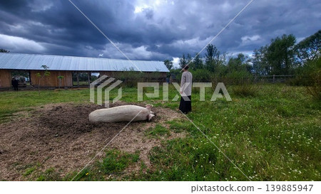 Domestic pig lying in an outdoor dirt pen, traditional animal farming, rural livestock husbandry. Domestic pig lying in an outdoor dirt pen, traditional animal farming, rural livestock husbandry. 139885947