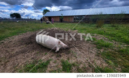 Domestic pig lying in the dirt at a rural farm, animal husbandry scene, livestock agricultural life. Domestic pig lying in the dirt at a rural farm, animal husbandry scene, livestock agricultural life. 139885949