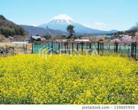 Yamanashi Prefecture: Spring rapeseed fields and Mount Fuji, April Yamanashi Prefecture: Spring rapeseed fields and Mount Fuji, April 139885950