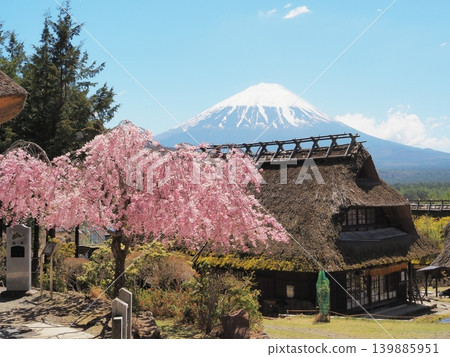 Yamanashi Prefecture, Healing Village Nenba, where weeping cherry blossoms bloom, April Yamanashi Prefecture, Healing Village Nenba, where weeping cherry blossoms bloom, April 139885951