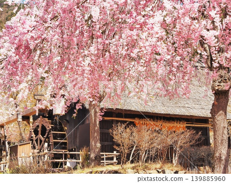 Yamanashi Prefecture: An old thatched-roof house with weeping cherry trees and a waterwheel, April. Yamanashi Prefecture: An old thatched-roof house with weeping cherry trees and a waterwheel, April. 139885960