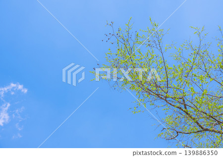 Fresh green and blue sky 139886350