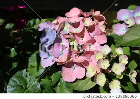 繡球花 Lagrangia Aurorange，其花朵顏色會改變。 139886360