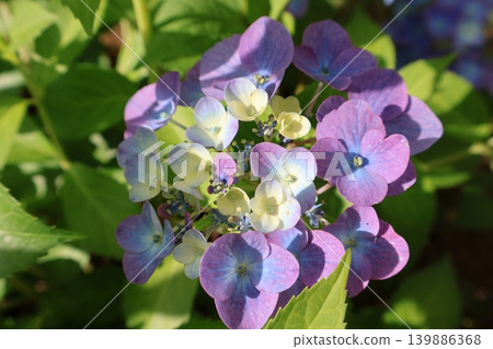 繡球花 Lagrangia Aurorange，其花朵顏色會改變。 139886368