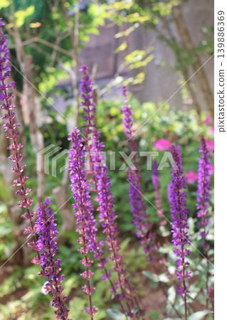 花壇裡盛開著金合歡花。 139886369