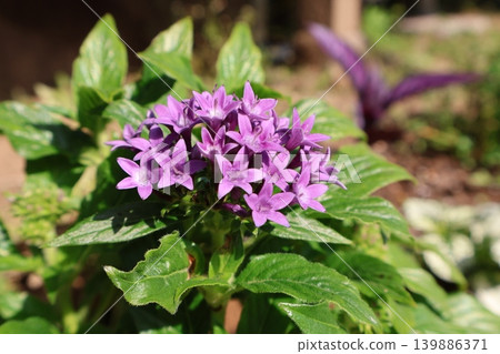 紫花五星花種在地裡 139886371