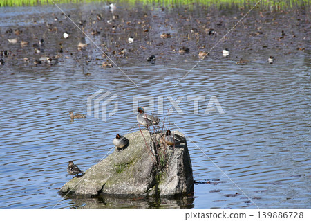 Teal ducks at the North Pond, Toyama Prefectural Central Botanical Garden, Toyama City Teal ducks at the North Pond, Toyama Prefectural Central Botanical Garden, Toyama City 139886728