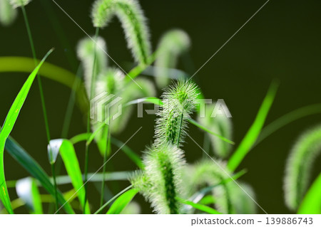 Playful Grass, Hachijo Lakeside, Yoshimi Town, Saitama Prefecture 139886743