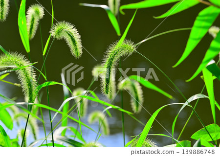 Playful Grass, Hachijo Lakeside, Yoshimi Town, Saitama Prefecture Playful Grass, Hachijo Lakeside, Yoshimi Town, Saitama Prefecture 139886748